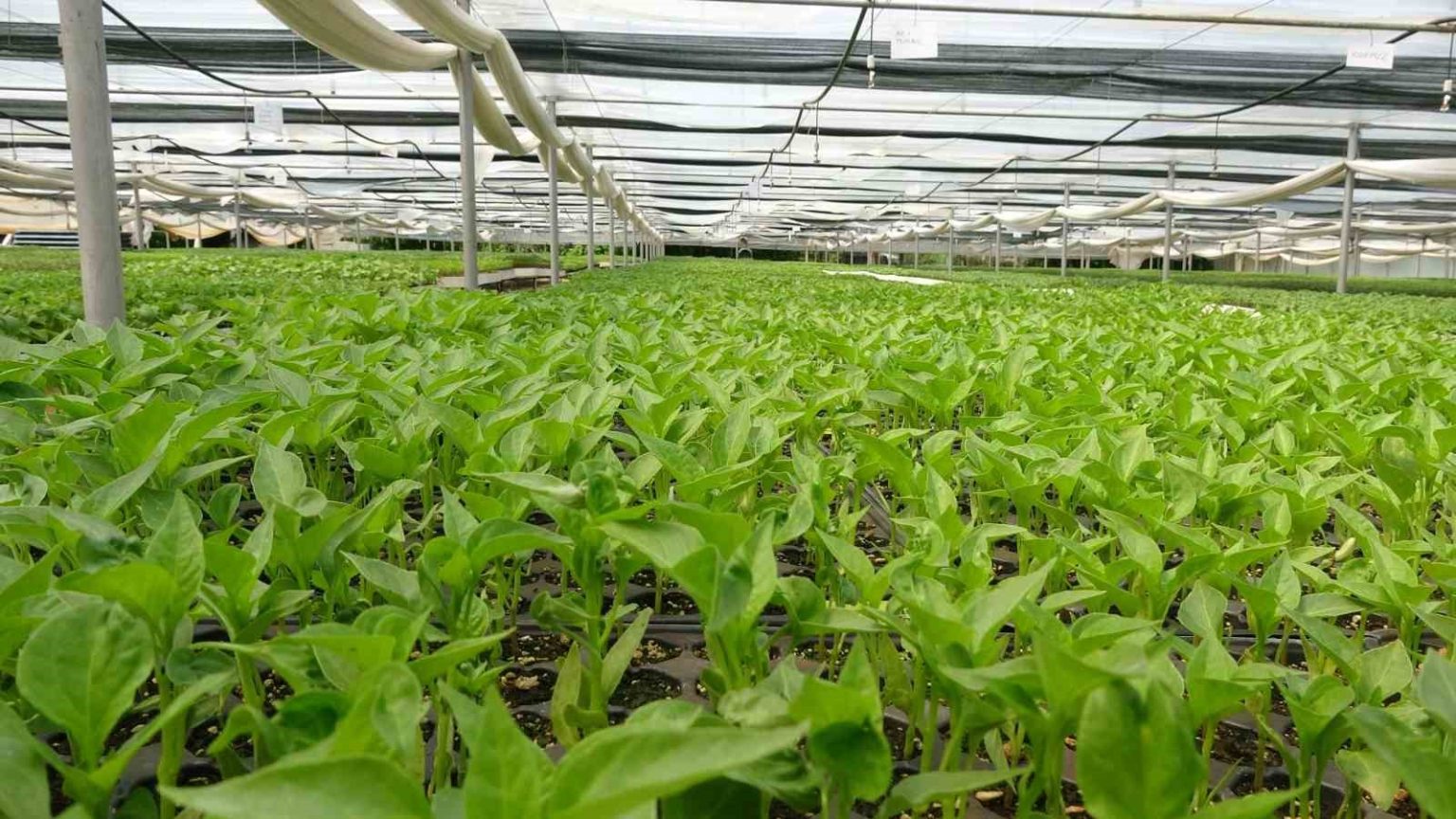 prof-dr-resul-gercekcioglu-yabanci-turler-genetik-mirasimizi-yok-etti