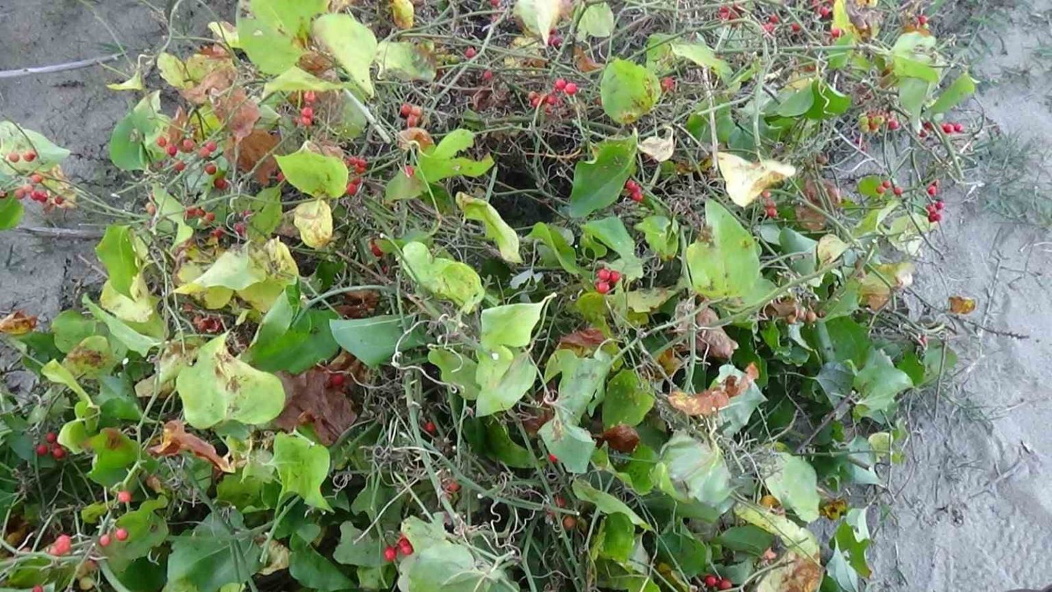 sinopta-roman-vatandaslarin-kokina-mesaisi-istanbuldan-gelip-topluyorlar