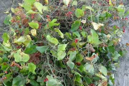 sinopta-roman-vatandaslarin-kokina-mesaisi-istanbuldan-gelip-topluyorlar