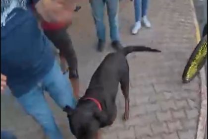 sokakta-agizliksiz-gezdirilen-rottweiler-cinsi-kopek-dehset-sacti-o-anlar-kamerada