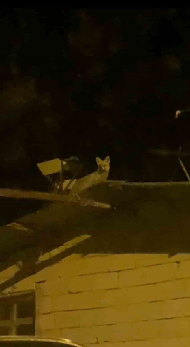 tavuk-hirsizi-tilkiyi-yerde-beklerken-catida-cikti