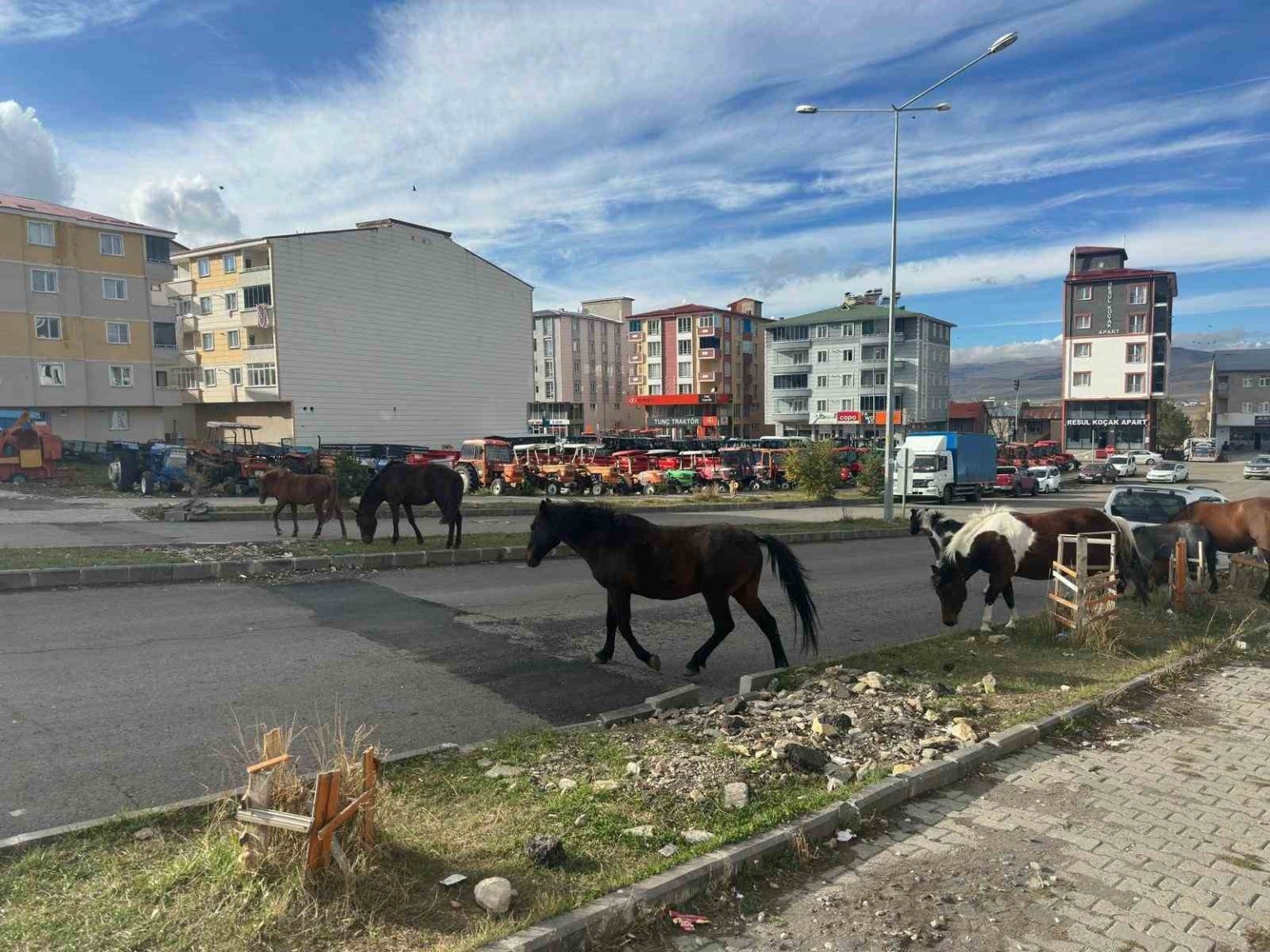 trafikte-basibos-atlar-tehlike-sacmaya-devam-ediyor