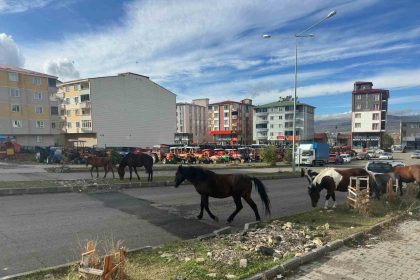 trafikte-basibos-atlar-tehlike-sacmaya-devam-ediyor