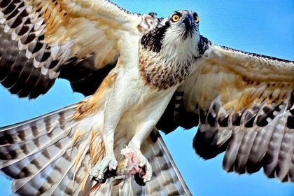 turkiyede-nadir-gorulen-balik-kartali-bursada-goruntulendi