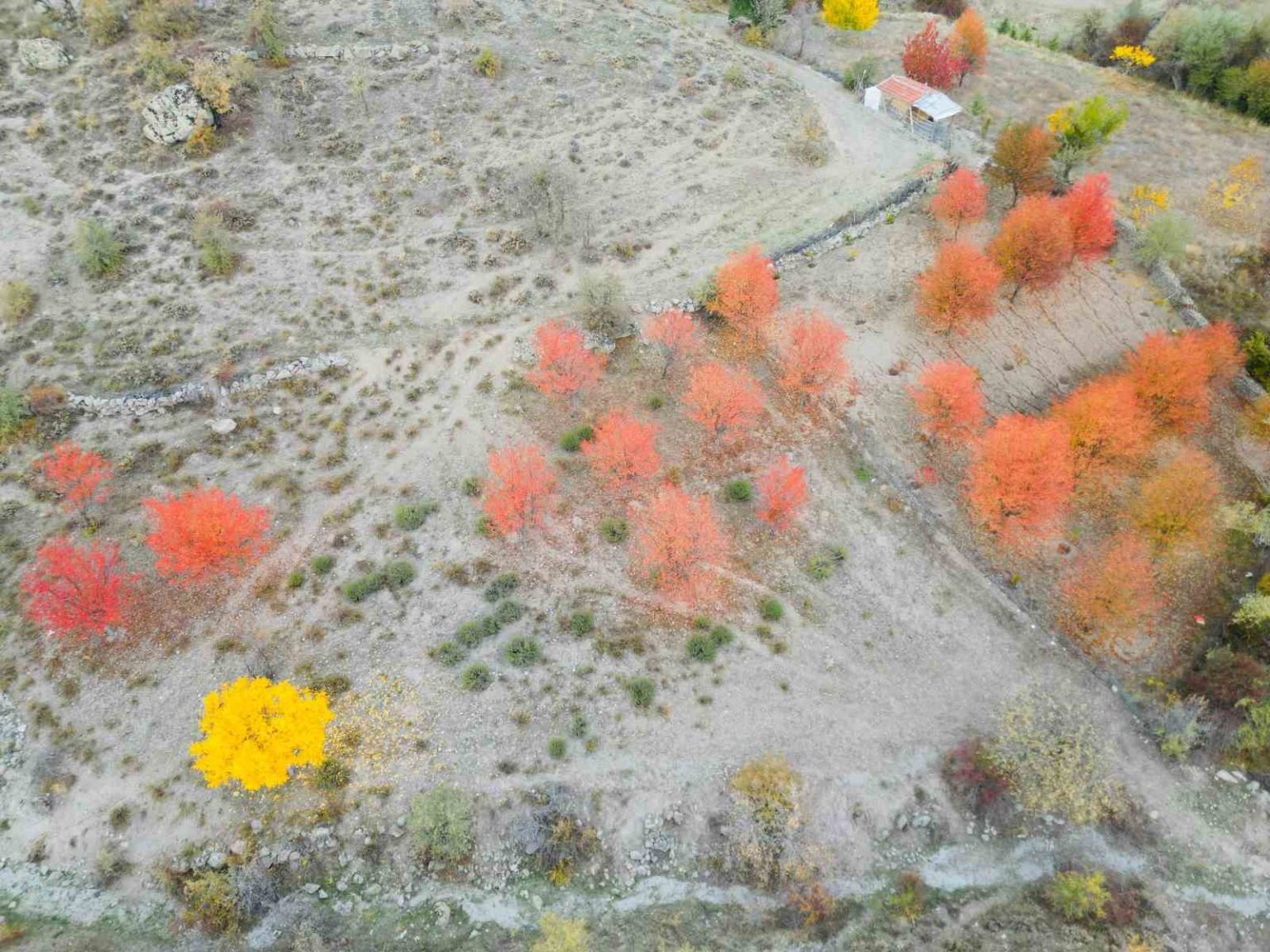 yagli-boya-tablolarini-andiran-sonbahar-manzarasi