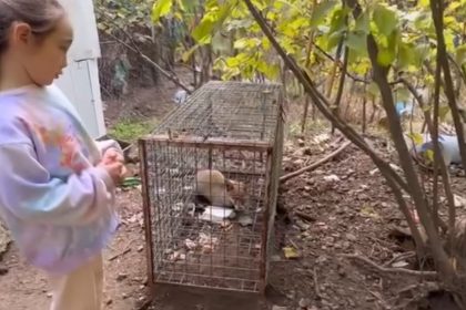 yakalanan-tilkiyi-goren-kucuk-kizin-sozleri-yurekleri-isitti