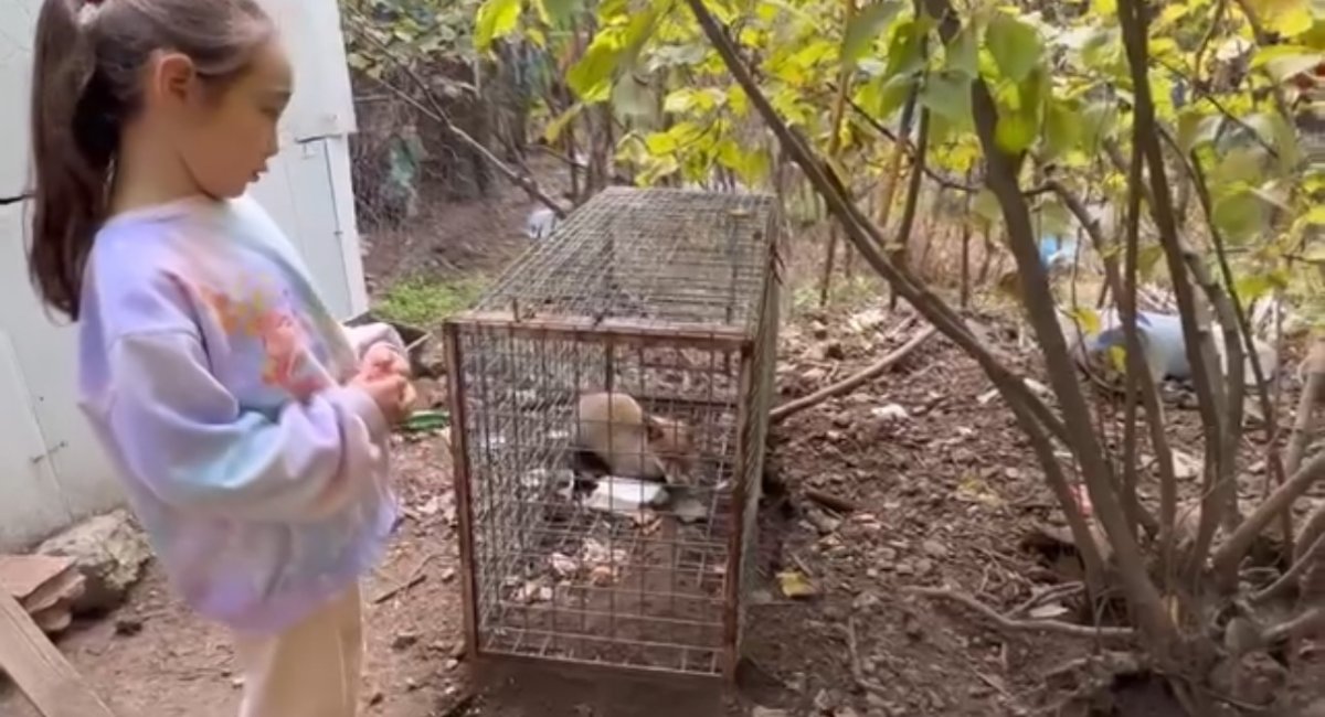 yakalanan-tilkiyi-goren-kucuk-kizin-sozleri-yurekleri-isitti