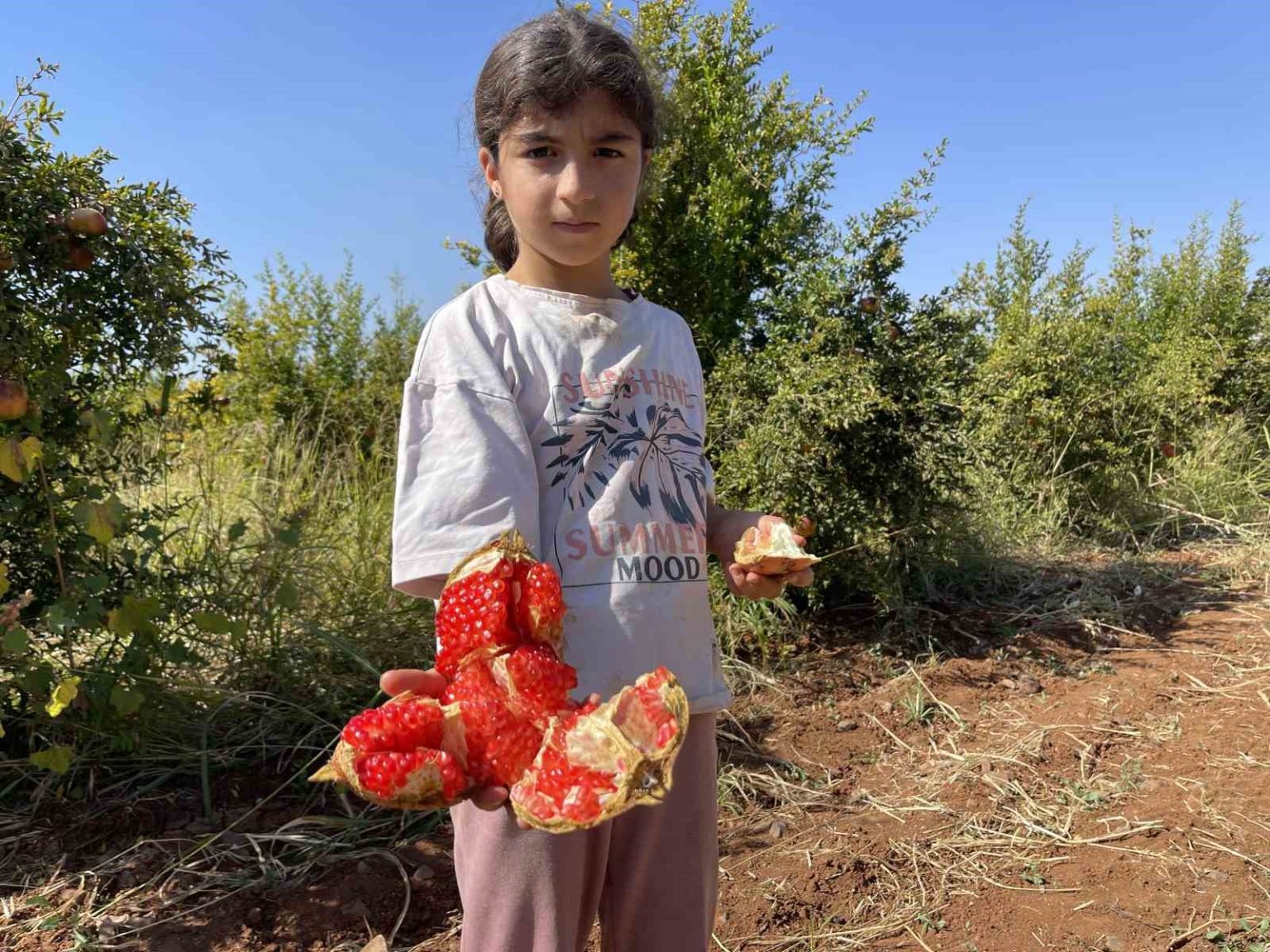 ab-tescilli-suruc-narinda-hasat-donemi-basladi