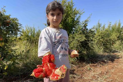 ab-tescilli-suruc-narinda-hasat-donemi-basladi