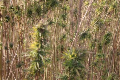 amasyada-kenevirde-hayal-kirikligi-kenevir-ekim-alani-6-bin-500-dekardan-850-dekara-dustu