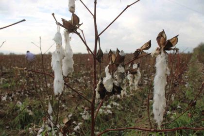 aydinda-pamuk-tarlalarini-dolu-vurdu