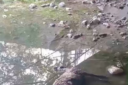 basibos-kopekler-koyunlari-telef-etti