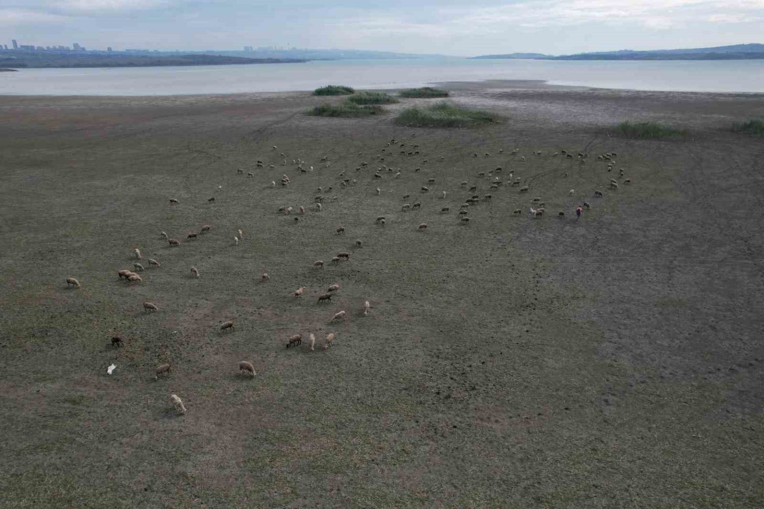 buyukcekmecede-golun-buyuk-kismi-kurudu-koyunlar-otlamaya-basladi
