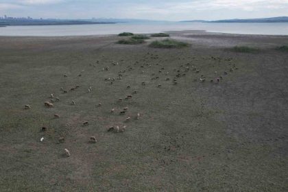 buyukcekmecede-golun-buyuk-kismi-kurudu-koyunlar-otlamaya-basladi