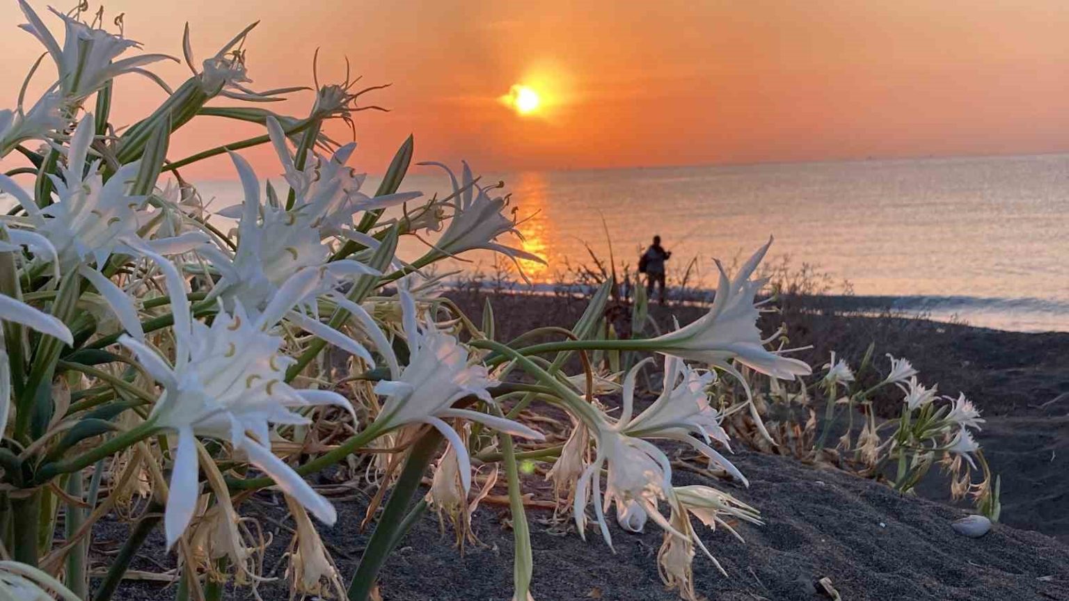 cezasi-2-milyon-800-bin-tlye-kadar-cikiyor-akdenizin-guzelligi-kum-zambaklari-koruma-altina-alindi