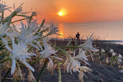 cezasi-2-milyon-800-bin-tlye-kadar-cikiyor-akdenizin-guzelligi-kum-zambaklari-koruma-altina-alindi