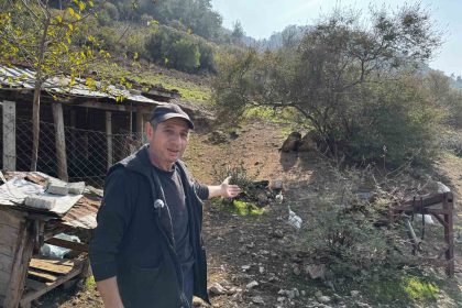 cimere-yapilan-inek-ve-tavuklar-serbest-dolasiyor-salgin-hastalik-riski-var-sikayeti-bolge-sakinlerini-saskina-ugratti