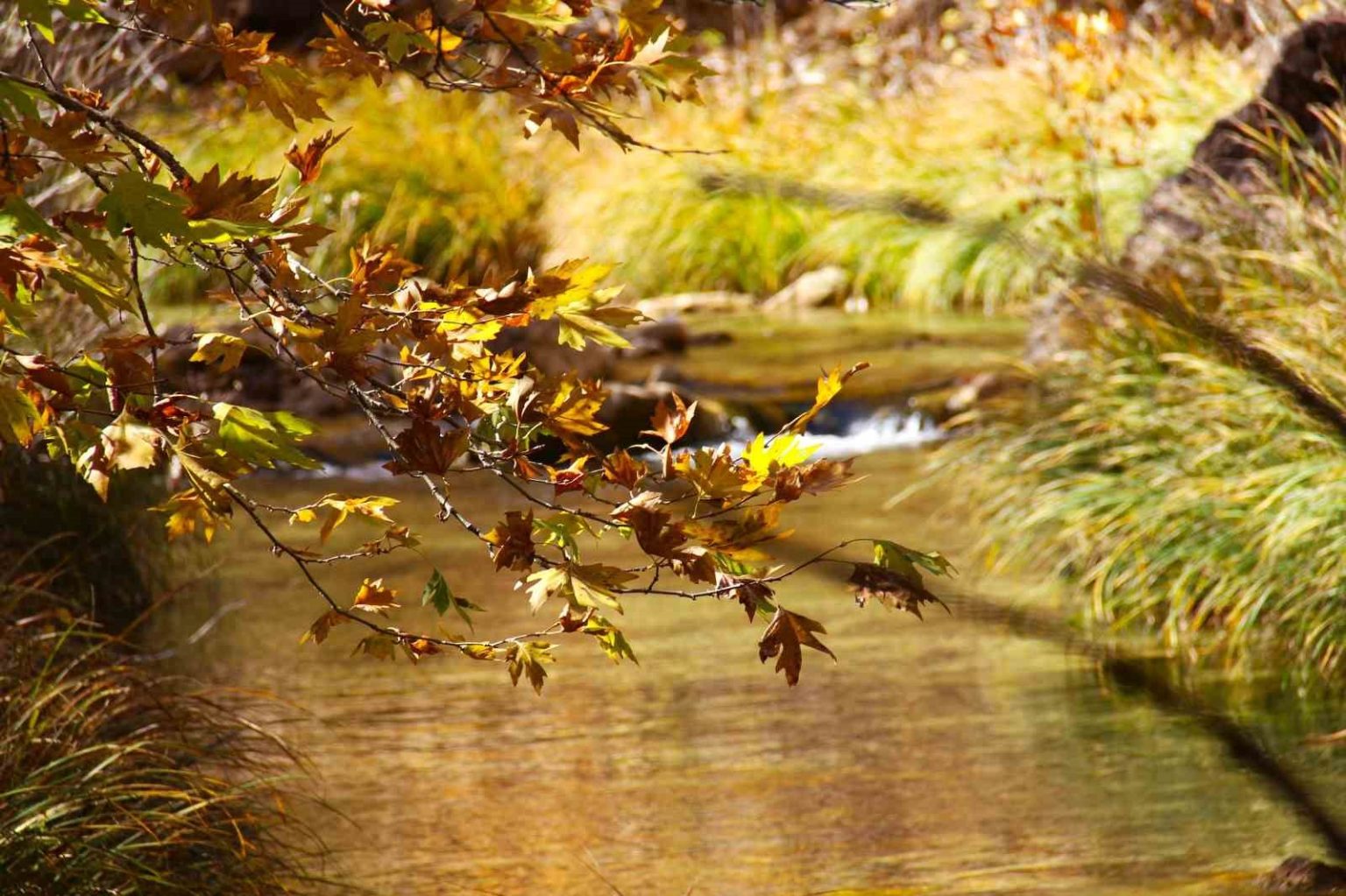 codden-vadisi-gorenleri-hayran-birakiyor