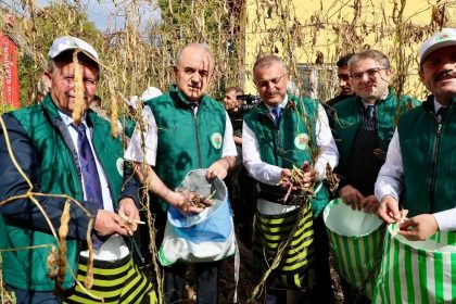 cografi-isaret-tescilli-akkus-seker-fasulyesinde-hasat-basladi