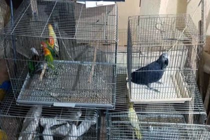 corluda-egzotik-kus-operasyonu-ceza-yagdi