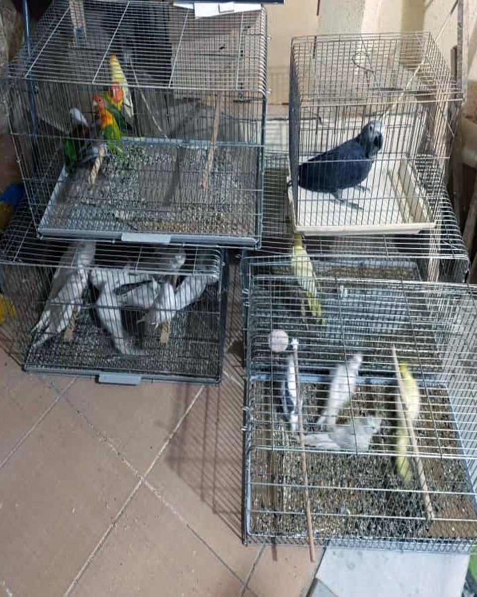 corluda-egzotik-kus-operasyonu-ceza-yagdi