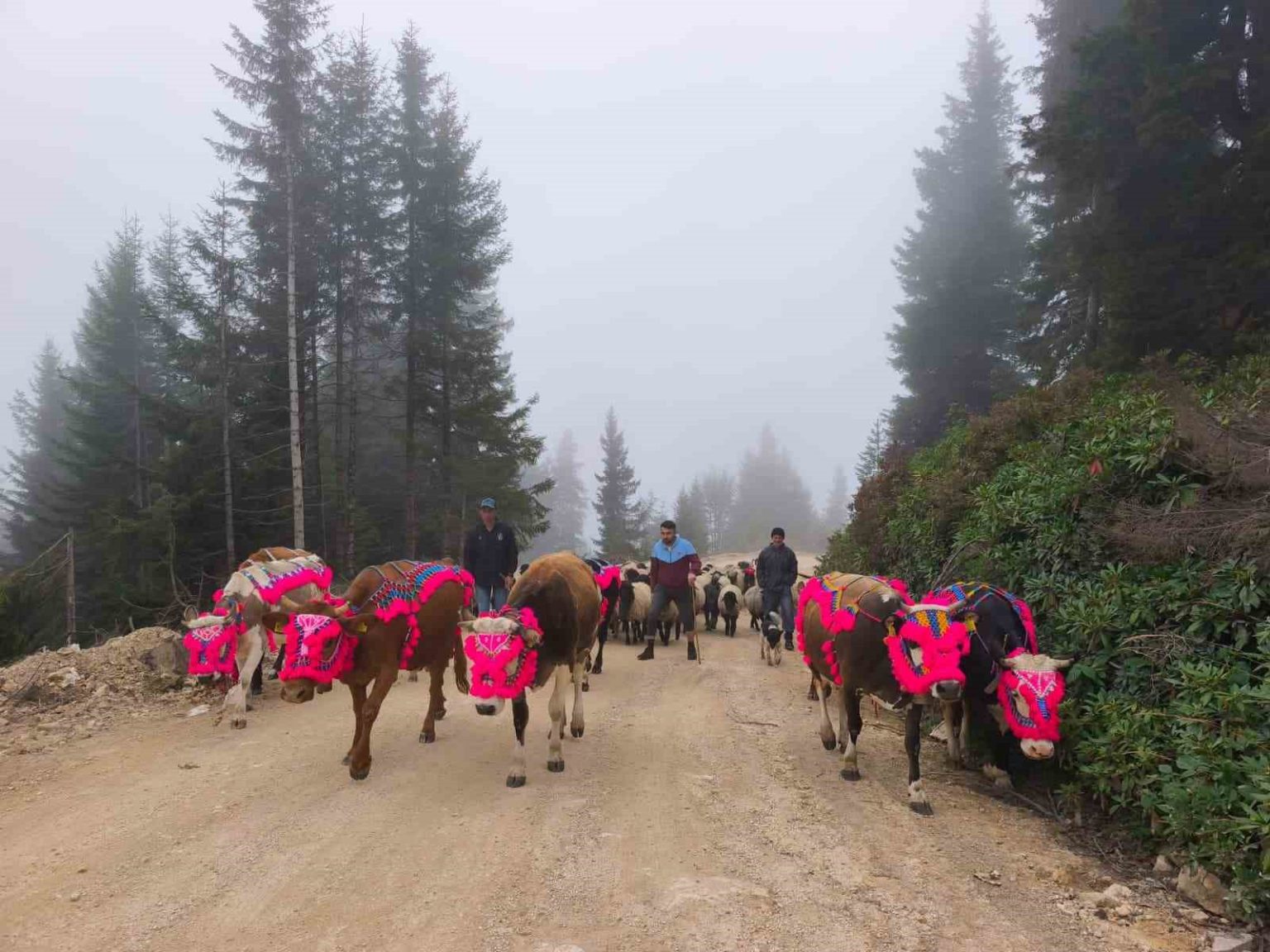 dogu-karadenizde-yaylalardan-donusler-hizlandi