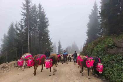 dogu-karadenizde-yaylalardan-donusler-hizlandi