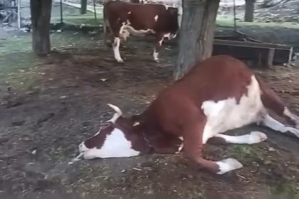 elazigda-yildirim-dusmesi-sonucu-2-inek-telef-oldu