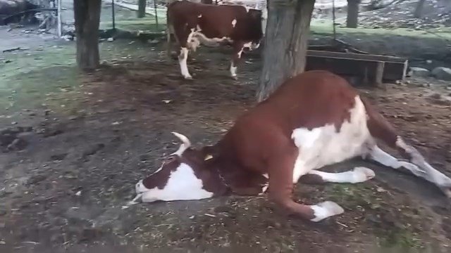 elazigda-yildirim-dusmesi-sonucu-2-inek-telef-oldu