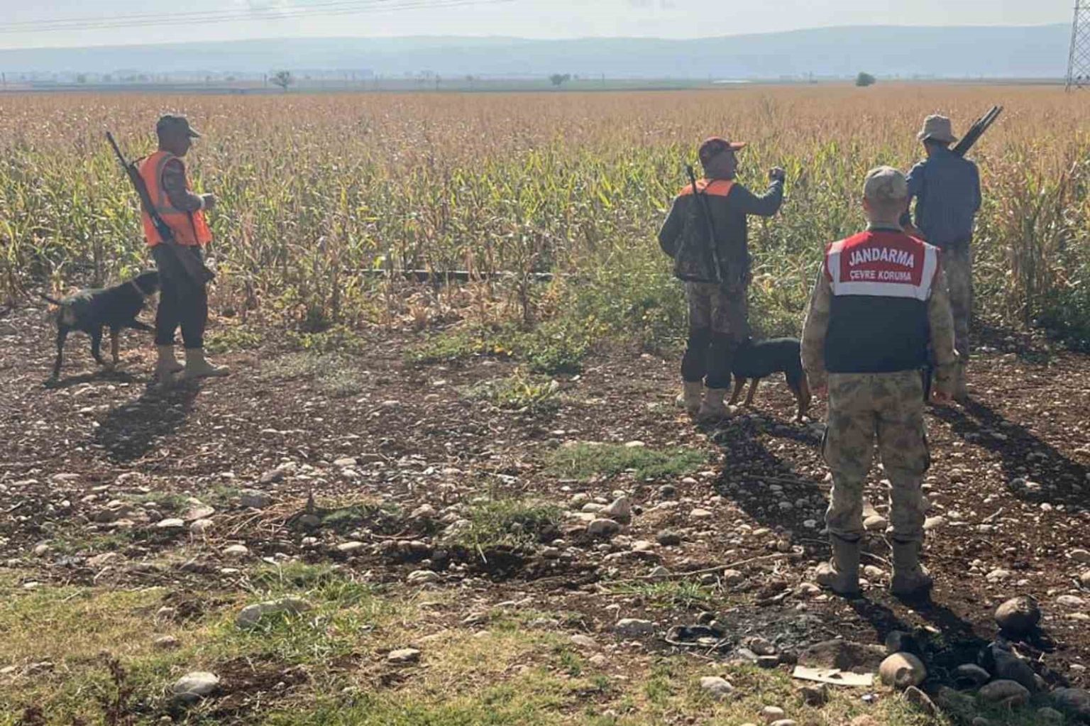 gaziantepte-tarim-arazilerine-zarar-veren-yaban-domuzlari-icin-surek-avi-yapildi