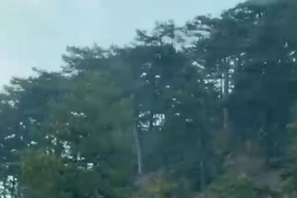 goynukte-geyik-surusu-kameraya-yansidi