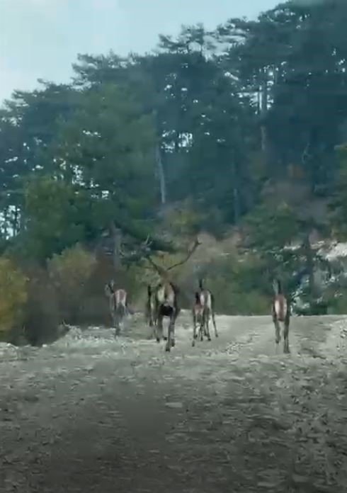 goynukte-geyik-surusu-kameraya-yansidi