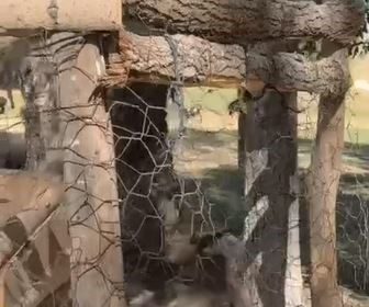 ozalpte-kafeste-tutulan-kurt-kurtarildi