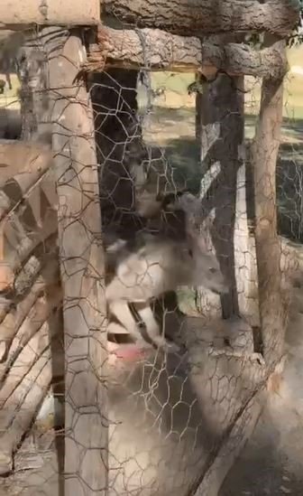 ozalpte-kafeste-tutulan-kurt-kurtarildi