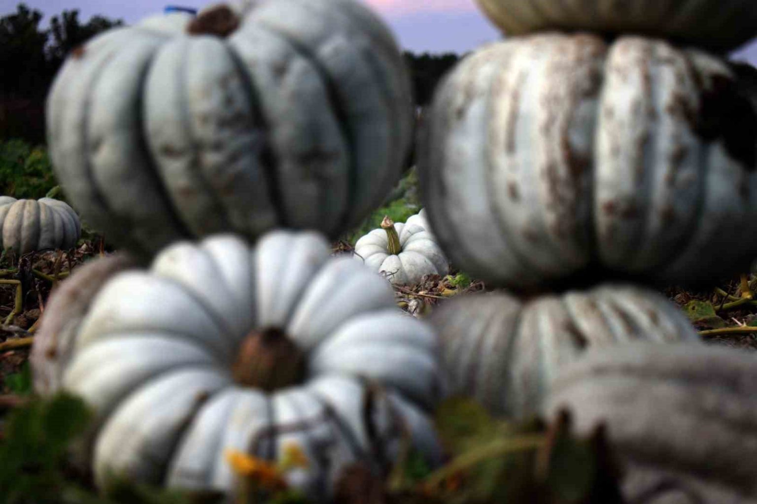 sakaryada-beyaz-elmas-tarlalarda-parlamaya-basladi
