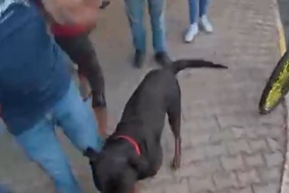 saldirgan-kopek-gozetim-altina-alindi-sahibine-idari-para-cezasi-kesildi