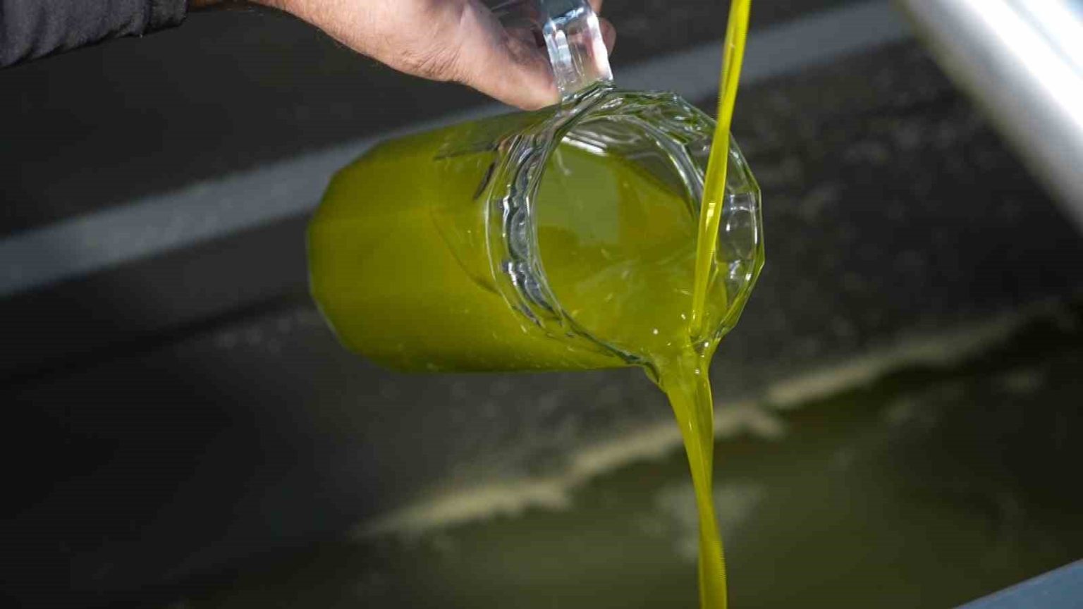 turkiyede-satilan-zeytinyaginin-yuzde-65i-ayvalik-zeytinyagi-adiyla-piyasada