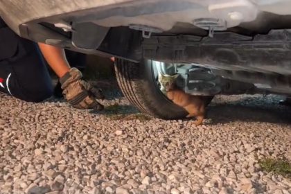 usuyerek-aracin-motoruna-giren-yavru-kedi-itfaiye-ekiplerinin-calismasiyla-kendiliginden-cikti