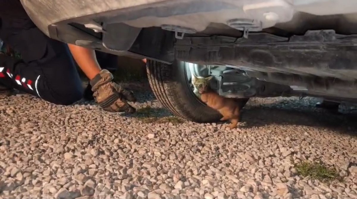 usuyerek-aracin-motoruna-giren-yavru-kedi-itfaiye-ekiplerinin-calismasiyla-kendiliginden-cikti