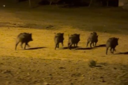 yuksekovada-domuz-surusu-goruntulendi