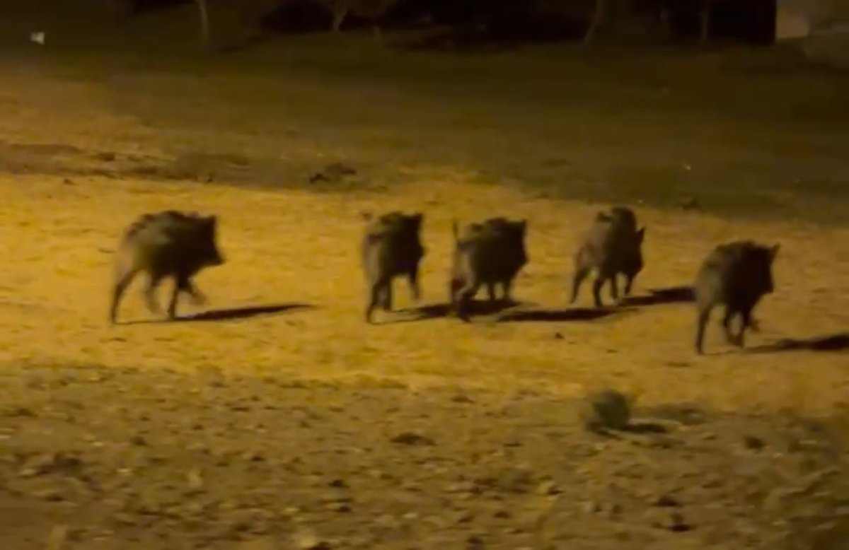 yuksekovada-domuz-surusu-goruntulendi