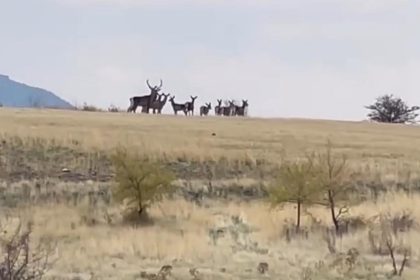 ankarada-yaban-geyigi-surusu-kamerada