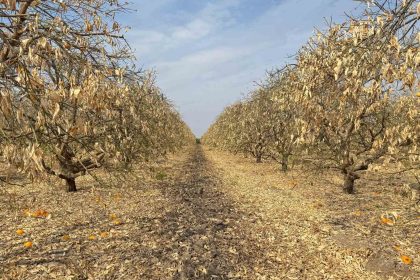 dogan-greyfurt-ureticileri-de-destek-kapsamina-alinmalidir