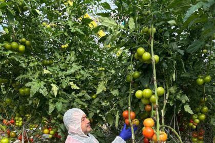 domateslerde-virus-incelemesi-yapildi