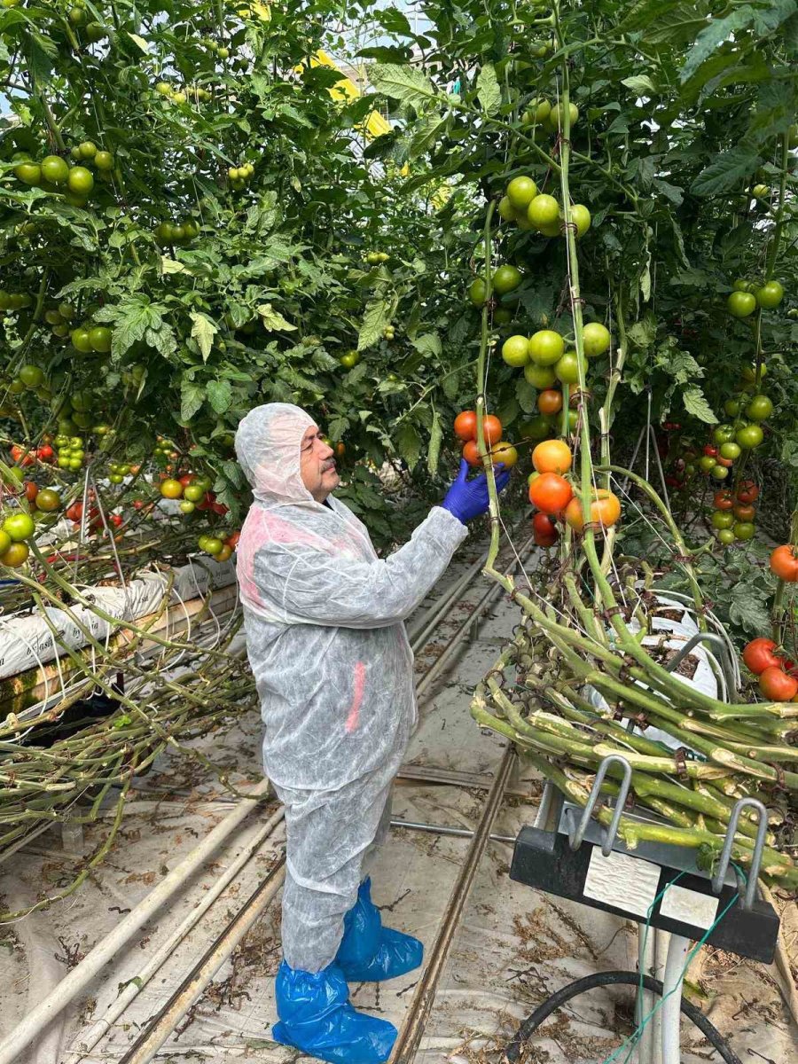 domateslerde-virus-incelemesi-yapildi