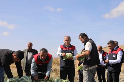 elazigda-karnabahar-hasadi-basladi