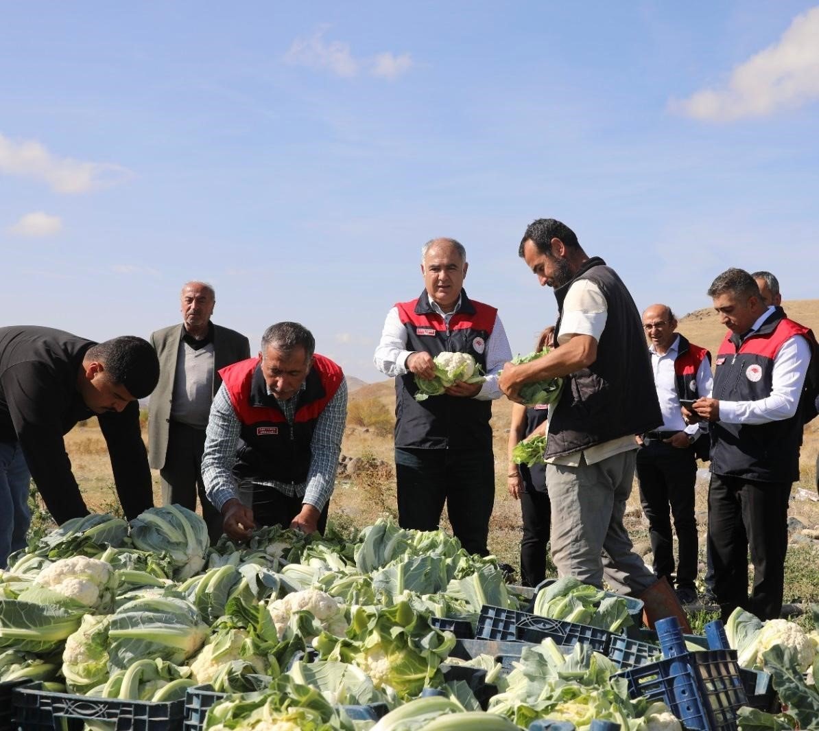 elazigda-karnabahar-hasadi-basladi