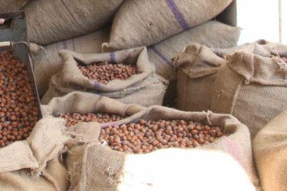 findikta-ureticinin-400-lira-hedefi-baska-bahara-kaldi