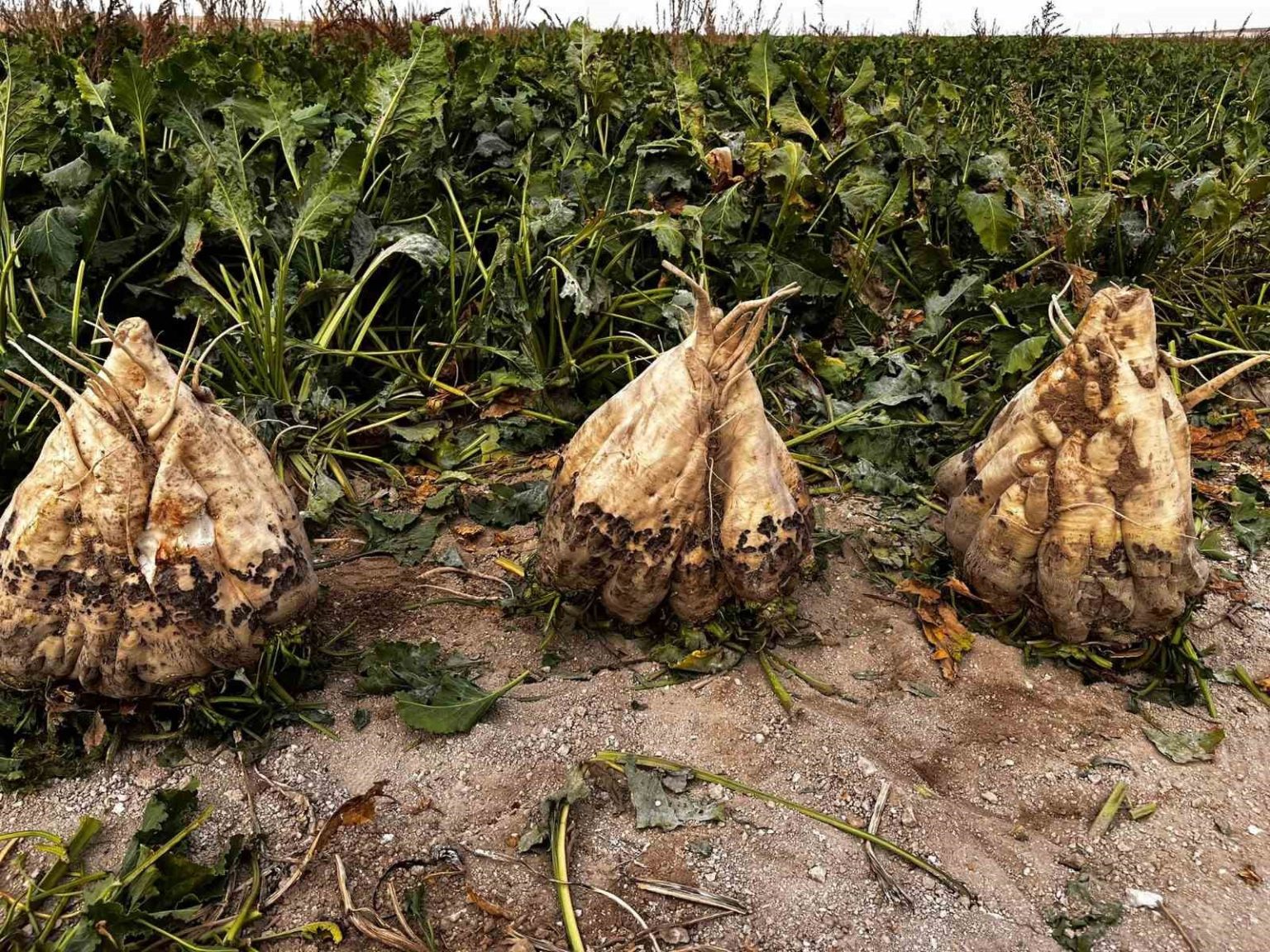 hasat-edilen-24-kiloluk-seker-pancarlari-sasirtti