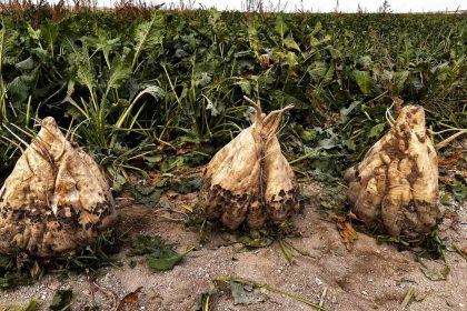 hasat-edilen-24-kiloluk-seker-pancarlari-sasirtti